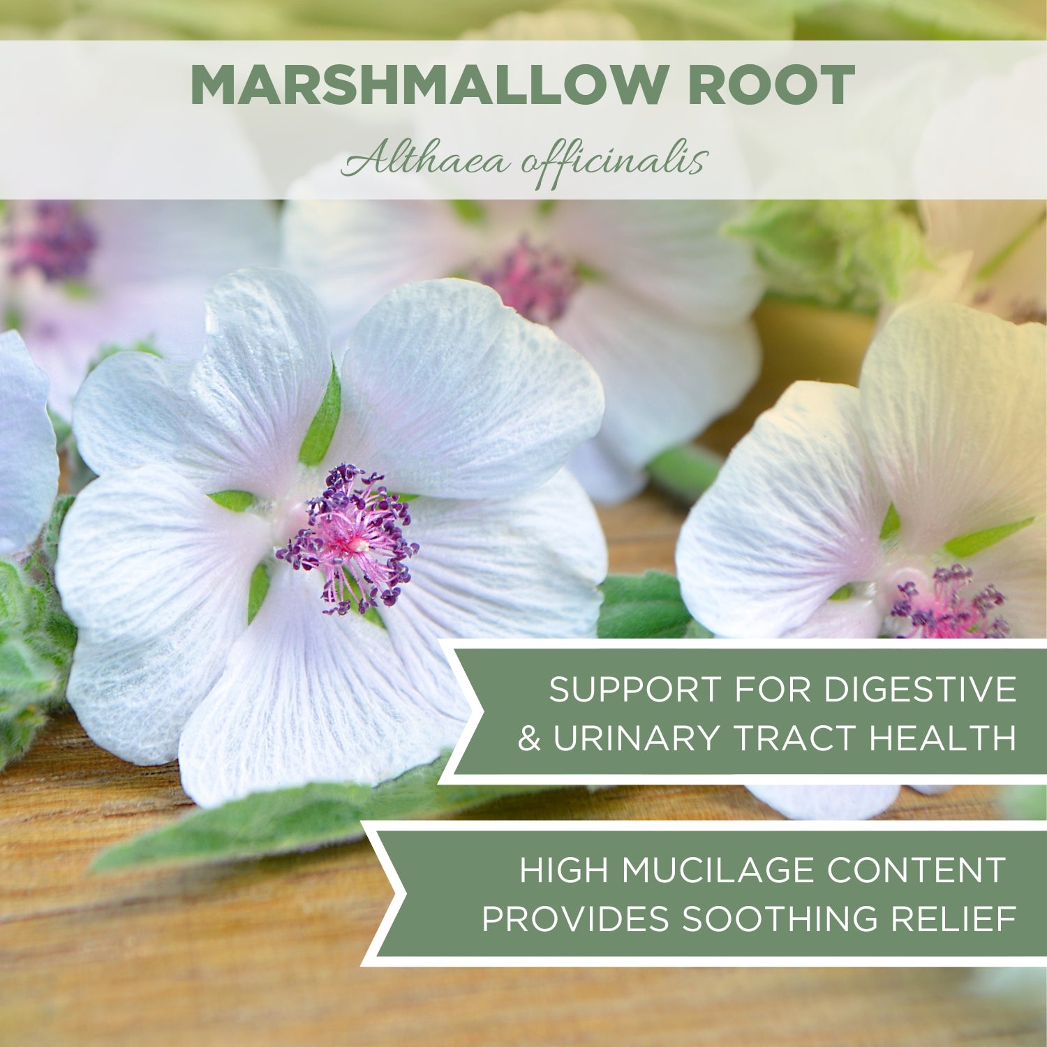 marshmallow root