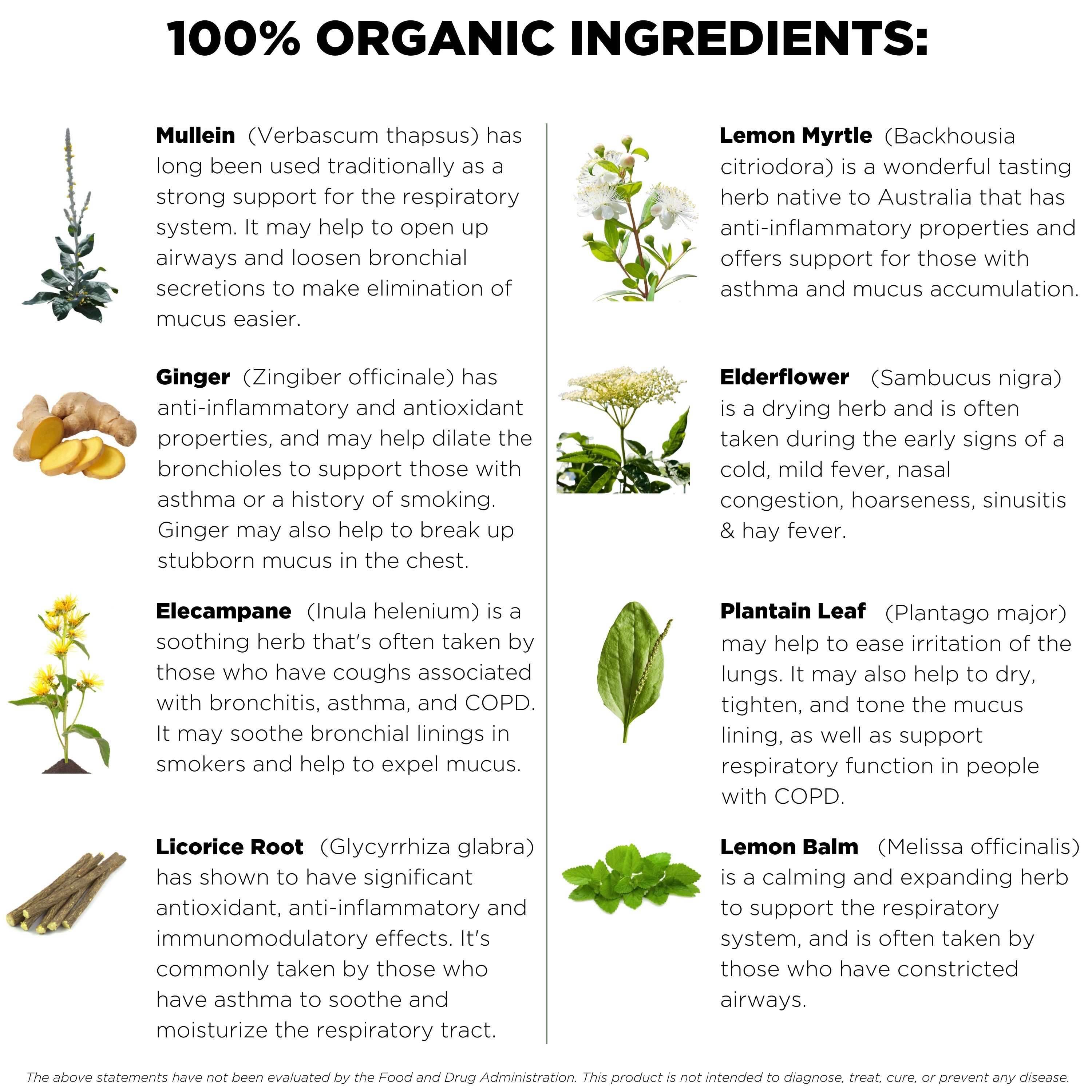 Garden Thyme – Roots of Medicine